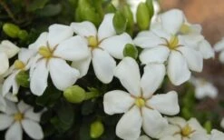 Heaven Scent Gardenia - 1 Gallon Pot 10 Heaven Scent Gardenia - 1 Gallon Pot -Garden Plants Gardenia Heaven Scent 16 1