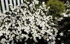 Heaven Scent Gardenia - 2 Gallon Pot -Garden Plants Gardenia Heaven Scent 17 2