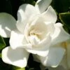 Jubilation Gardenia - 2.5 Quart Pot 2 Jubilation Gardenia - 2.5 Quart Pot -Garden Plants Gardenia Jubilation BS 3
