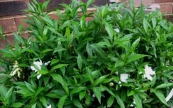 Radicans Creeping Dwarf Gardenia - 6 Pack Of 1 Gallon Pots -Garden Plants Gardenia Radicans 53
