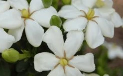 ScentAmazing Gardenia - 1 Gallon Pot 11 ScentAmazing Gardenia - 1 Gallon Pot -Garden Plants Gardenia Scentamazing 20