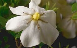 ScentAmazing Gardenia - 1 Gallon Pot 13 ScentAmazing Gardenia - 1 Gallon Pot -Garden Plants Gardenia Scentamazing Closeup
