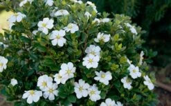 ScentAmazing Gardenia - 1 Gallon Pot 12 ScentAmazing Gardenia - 1 Gallon Pot -Garden Plants Gardenia Scentamazing Shrub