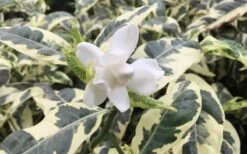 Variegated August Beauty Gardenia - 1 Gallon Pot -Garden Plants Gardenia Variegated 1 1
