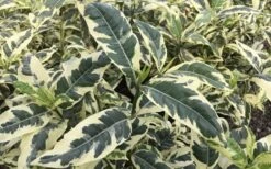 Variegated Gardenia - 1 Gallon Pot -Garden Plants Gardenia Variegated 2