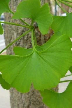 Sky Tower Ginkgo Maidenhair Tree (Male) - 5 Gallon Pot -Garden Plants Ginkgo Tree 11