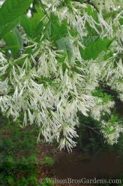 Grancy Graybeard - White Fringe Tree - 7 Gallon Pot (2-3') -Garden Plants Grancy Graybeard Tree 30 1