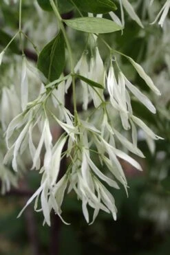 Grancy Graybeard - White Fringe Tree - 3 Gallon Pot -Garden Plants Grancy Graybeard Tree 32