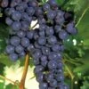 Concord Grape Vine - 2 Gallon Pot -Garden Plants Grape Concord 1