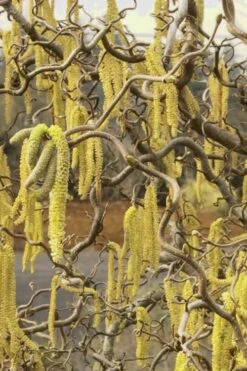 Harry Lauder's Walking Stick - Corylus Avellana 'Contorta' - 7 Gallon Pot -Garden Plants Harry Lauder Walking Stick 11