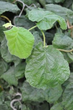 Harry Lauder's Walking Stick - Corylus Avellana 'Contorta' - 7 Gallon Pot -Garden Plants Harry Lauder Walking Stick 12