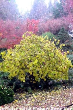 Harry Lauder's Walking Stick - Corylus Avellana 'Contorta' - 7 Gallon Pot -Garden Plants Harry Lauder Walking Stick 15