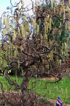 Harry Lauder's Walking Stick - Corylus Avellana 'Contorta' - 7 Gallon Pot -Garden Plants Harry Lauder Walking Stick 16