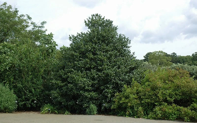 Emily Bruner Pyramidal Holly - 7 Gallon Pot (3-4') 10 Emily Bruner Pyramidal Holly - 7 Gallon Pot (3-4') - Image 8