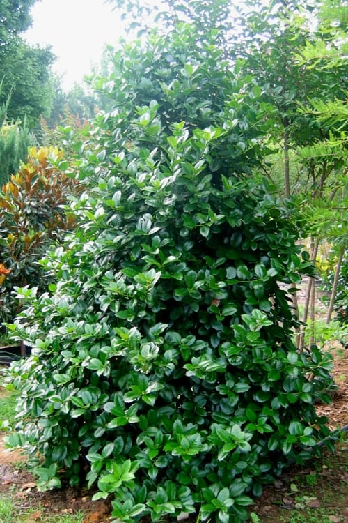 Emily Bruner Pyramidal Holly - 7 Gallon Pot (3-4') 8 Emily Bruner Pyramidal Holly - 7 Gallon Pot (3-4') - Image 6