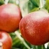 Honey Kist Nectarine 1 Honey Kist Nectarine -Garden Plants HoneyKist