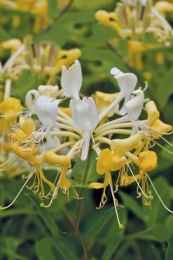 Scentsation Fragrant Yellow Honeysuckle - Lonicera Periclymenum - 1 Gallon Pot -Garden Plants Honeysuckle Scentsation 1 1