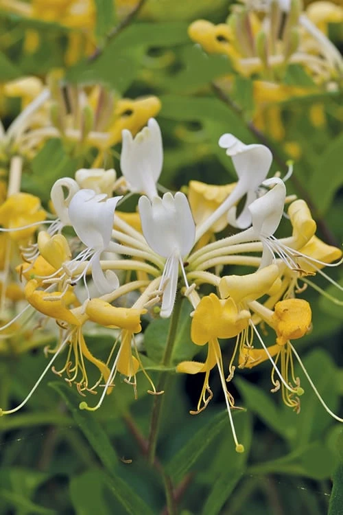 Scentsation Fragrant Yellow Honeysuckle - Lonicera Periclymenum - 3 Gallon Pot 6 Scentsation Fragrant Yellow Honeysuckle - Lonicera Periclymenum - 3 Gallon Pot - Image 4