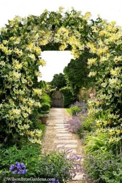 Scentsation Fragrant Yellow Honeysuckle - Lonicera Periclymenum - 3 Gallon Pot 14 Scentsation Fragrant Yellow Honeysuckle - Lonicera Periclymenum - 3 Gallon Pot -Garden Plants Honeysuckle Scentsation 10