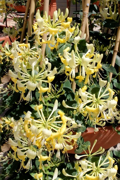 Scentsation Fragrant Yellow Honeysuckle - Lonicera Periclymenum - 3 Gallon Pot 10 Scentsation Fragrant Yellow Honeysuckle - Lonicera Periclymenum - 3 Gallon Pot - Image 8