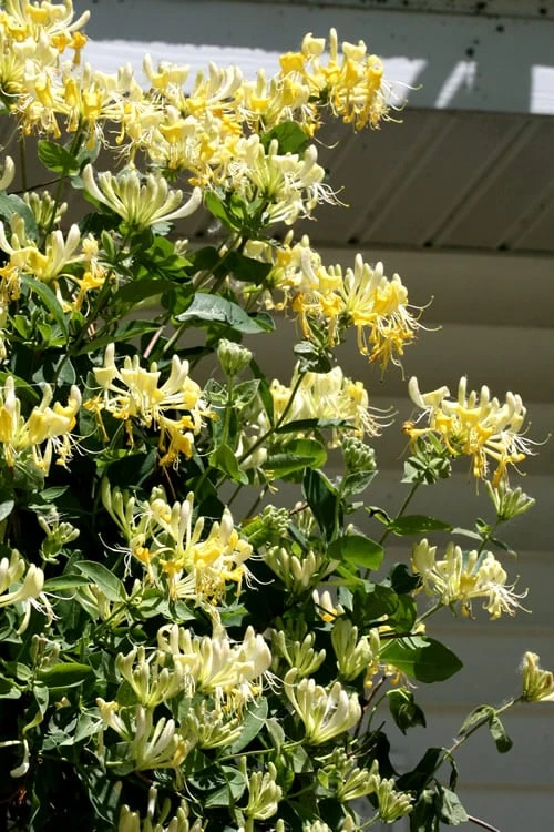 Scentsation Fragrant Yellow Honeysuckle - Lonicera Periclymenum - 3 Gallon Pot 9 Scentsation Fragrant Yellow Honeysuckle - Lonicera Periclymenum - 3 Gallon Pot - Image 7