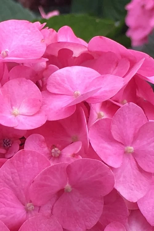 After Midnight Hydrangea - 3 Gallon Pot 9 After Midnight Hydrangea - 3 Gallon Pot - Image 7