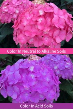 After Midnight Hydrangea - 3 Gallon Pot 12 After Midnight Hydrangea - 3 Gallon Pot -Garden Plants Hydrangea After Midnight 6