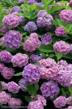 All Summer Beauty Hydrangea - 3 Gallon Pot -Garden Plants Hydrangea All Summer Beauty 1