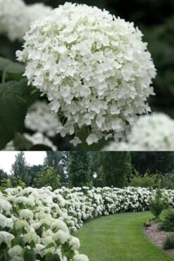 Annabelle Hydrangea - 3 Gallon Pot 14 Annabelle Hydrangea - 3 Gallon Pot -Garden Plants Hydrangea Annabelle 1 500x750 1