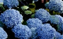 Big Daddy Hydrangea - 7 Gallon Pot 11 Big Daddy Hydrangea - 7 Gallon Pot -Garden Plants Hydrangea Big Daddy