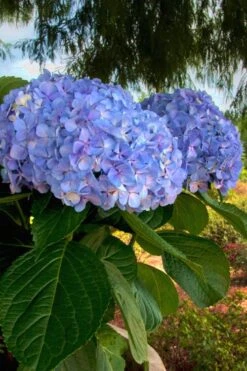 Big Daddy Hydrangea - 3 Gallon Pot -Garden Plants Hydrangea Big Daddy 500x750 2
