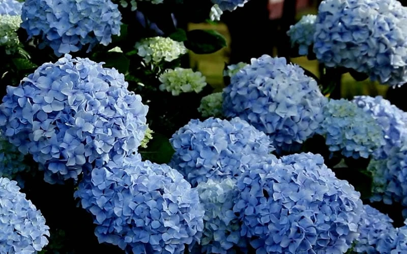 Big Daddy Hydrangea - 7 Gallon Pot 7 Big Daddy Hydrangea - 7 Gallon Pot - Image 5