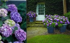 Bloomstruck Endless Summer Hydrangea - 1 Gallon Pot 12 Bloomstruck Endless Summer Hydrangea - 1 Gallon Pot -Garden Plants Hydrangea Bloomstruck 2 1