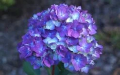 Bloomstruck Endless Summer Hydrangea - 1 Gallon Pot 11 Bloomstruck Endless Summer Hydrangea - 1 Gallon Pot -Garden Plants Hydrangea Bloomstruck Bloom 1