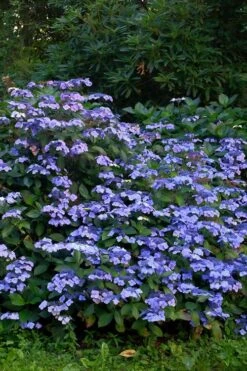 Blue Wave Lacecap Hydrangea - 3 Gallon Pot -Garden Plants Hydrangea Blue Wave 1