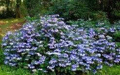 Blue Wave Lacecap Hydrangea - 3 Gallon Pot -Garden Plants Hydrangea Blue Wave 2