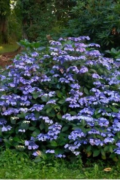 Blue Wave Lacecap Hydrangea - 3 Gallon Pot -Garden Plants Hydrangea Blue Wave 3