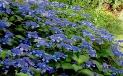 Bluebird Hydrangea - 3 Gallon Pot -Garden Plants Hydrangea Bluebird 3