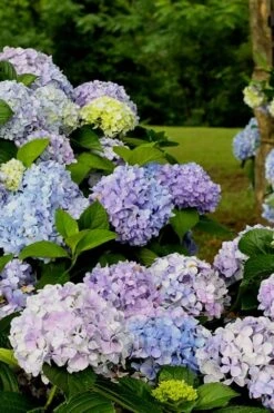 Dear Dolores Hydrangea - 3 Gallon Pot