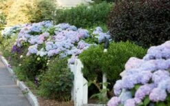 Dear Dolores Hydrangea - 3 Gallon Pot -Garden Plants Hydrangea Dear Dolores Garden Planting