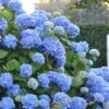 Endless Summer Hydrangea Original - 1 Gallon Pot -Garden Plants Hydrangea Endless Summer 500x750 1
