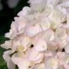 Blushing Bride Endless Summer Hydrangea - 2 Gallon Pot 2 Blushing Bride Endless Summer Hydrangea - 2 Gallon Pot -Garden Plants Hydrangea Endless Summer Blushing Bride 500x750 1