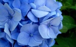 Endless Summer Hydrangea Original - 1 Gallon Pot 14 Endless Summer Hydrangea Original - 1 Gallon Pot -Garden Plants Hydrangea Endless Summer Closeup 2