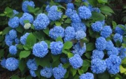 Endless Summer Hydrangea Original - 1 Gallon Pot 13 Endless Summer Hydrangea Original - 1 Gallon Pot -Garden Plants Hydrangea Endless Summer Closeup 3