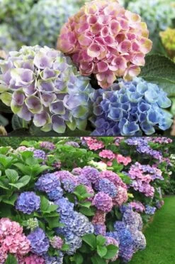 Everlasting Revolution Hydrangea - 3 Gallon Pot -Garden Plants Hydrangea Everlasting Revolution 2