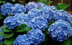 Glory Blue Hydrangea - 3 Gallon Pot 9 Glory Blue Hydrangea - 3 Gallon Pot -Garden Plants Hydrangea Glory Blue 11