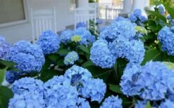 Nikko Blue Hydrangea - 2 Gallon Pot 12 Nikko Blue Hydrangea - 2 Gallon Pot -Garden Plants Hydrangea Glory Blue Shrub 2 1
