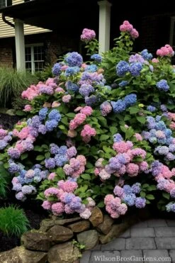 L.A. Dreamin' Hydrangea - 2 Gallon Pot 12 L.A. Dreamin' Hydrangea - 2 Gallon Pot -Garden Plants Hydrangea LA Dreamin 5