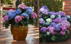 L.A. Dreamin' Hydrangea - 2 Gallon Pot 11 L.A. Dreamin' Hydrangea - 2 Gallon Pot -Garden Plants Hydrangea LA Dreamin Blooms 2