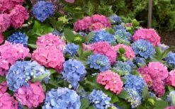 L.A. Dreamin' Hydrangea - 2 Gallon Pot 13 L.A. Dreamin' Hydrangea - 2 Gallon Pot -Garden Plants Hydrangea LA Dreamin Blooms